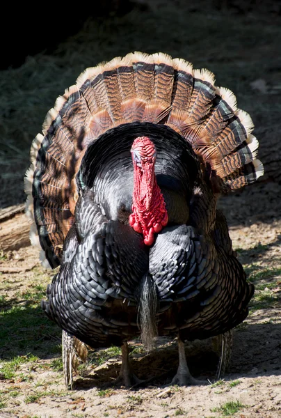 Wilde Truthahn (meleagris gallopavo)) — Stockfoto