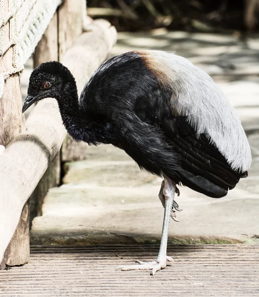Mooie vogel met zwarte en witte veren — Stockfoto