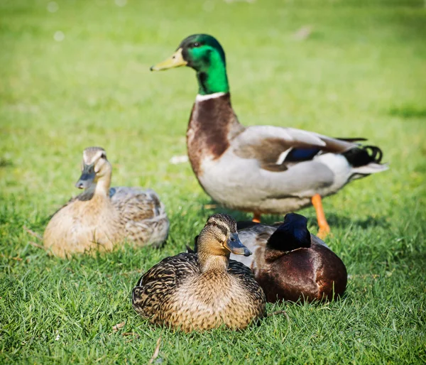 Group of mallard ducks on the green lawn — Stock Photo, Image