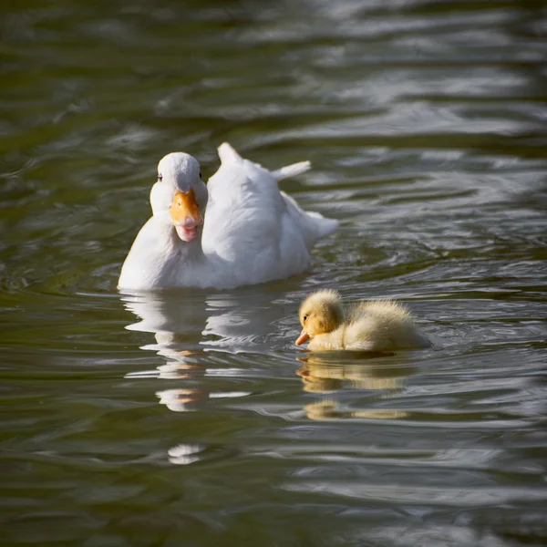 Bílá kachna s její káčátko v jezeře — Stock fotografie