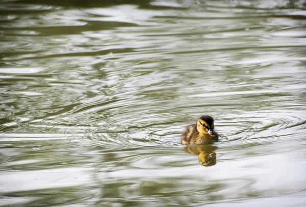One little mallard duckling in the water — Stock Photo, Image