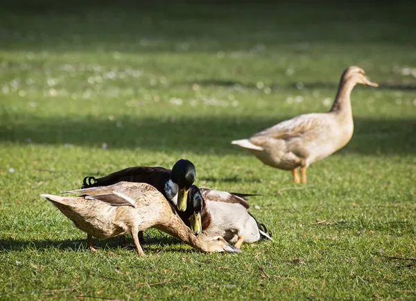 Mallard ducks mate on the field — Stock Photo, Image