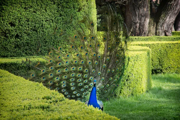 Tavus kuşu (pavo cristatus) yeşil bir bahçe içinde olduğunu — Stok fotoğraf