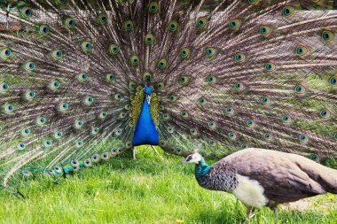 Tavus kuşu (Pavo cristatus Çift)