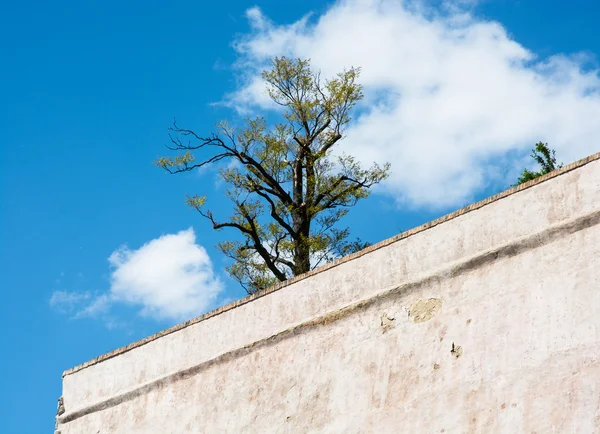 Oude muren en boom — Stockfoto