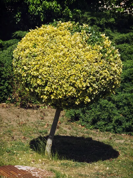 Runda prydnads träd — Stockfoto