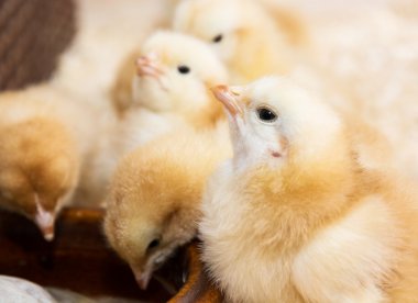 Group of yellow cute chicks clipart