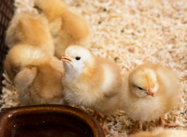 Rearing small chicks clipart