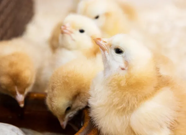 Gruppe von gelben süßen Küken — Stockfoto