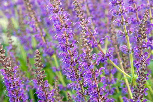 Salvia officinalis flowers — Stock Photo, Image