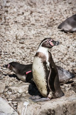 humboldt penguenler çifti