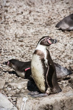 Pair of a Humboldt Penguins clipart