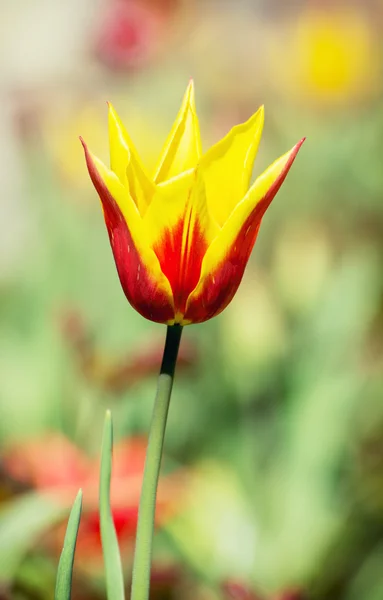 One red-yellow tulip — Stock Photo, Image