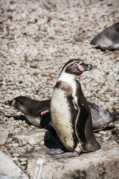 Pair of a Humboldt Penguins — Stock Photo, Image