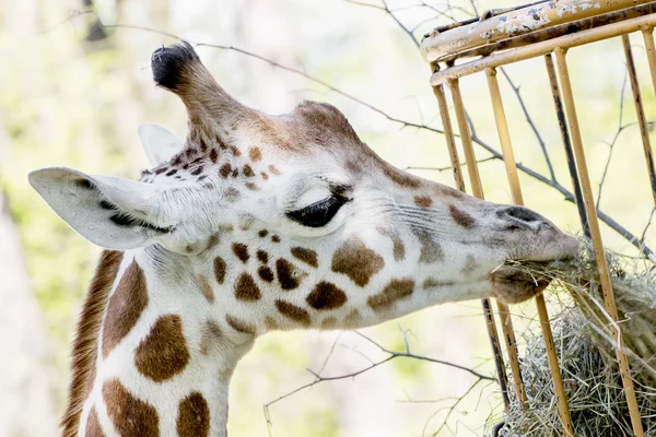 Rothschild's giraffe eats dried hay — Stock Photo, Image