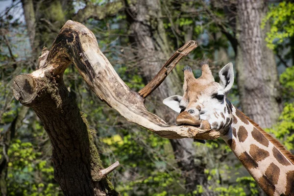 Girafe de Rothschild léchant une branche d'arbre — Photo