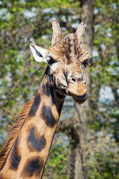 Portrét jedné žirafa — Stock fotografie