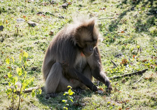 Uma gelada (Theropithecus gelada ) — Fotografia de Stock