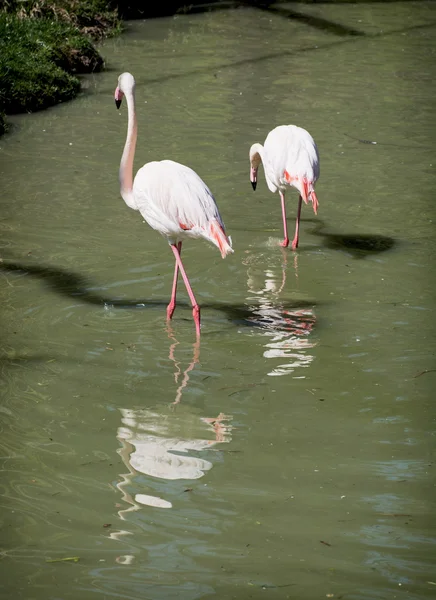 Пара фламинго, плывущих в воде — стоковое фото