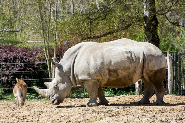 Rinoceronte blanco y lechwe Kaera — Foto de Stock