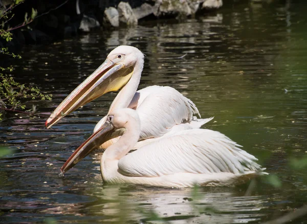 Pareja de gran pelícano blanco (Pelecanus onocrotalus ) —  Fotos de Stock