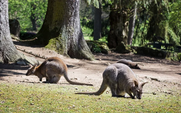 Portafogli dal collo rosso (Macropus rufogriseus) — Foto Stock