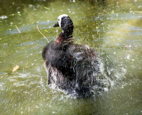 Pato assobiando de cara branca na água — Fotografia de Stock