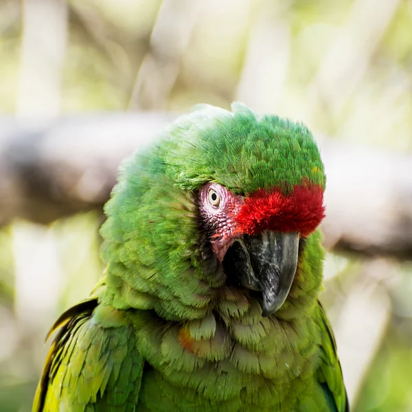 Close up of a Mexican military macaw — Stock Photo, Image