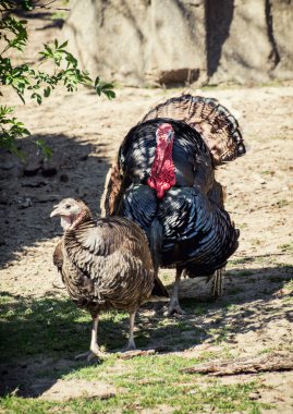 Çift vahşi hindi (destek gallopavo)