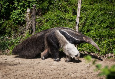 Giant anteater (Myrmecophaga tridactyla) clipart