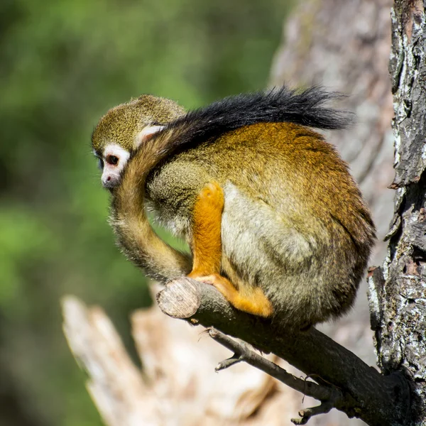 Mono con cola larga — Foto de Stock