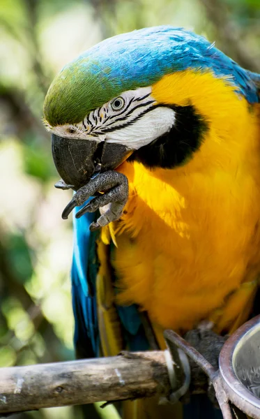 Guacamayo azul y amarillo — Foto de Stock