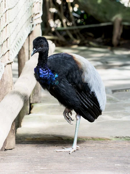 Hermoso pájaro con plumas negras, blancas y azules — Foto de Stock