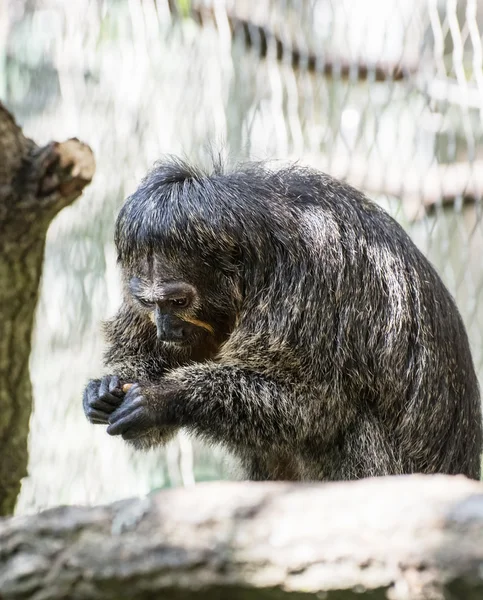 Black-mantled tamarin (Saguinus nigricollis graellsi) — Stock Photo, Image