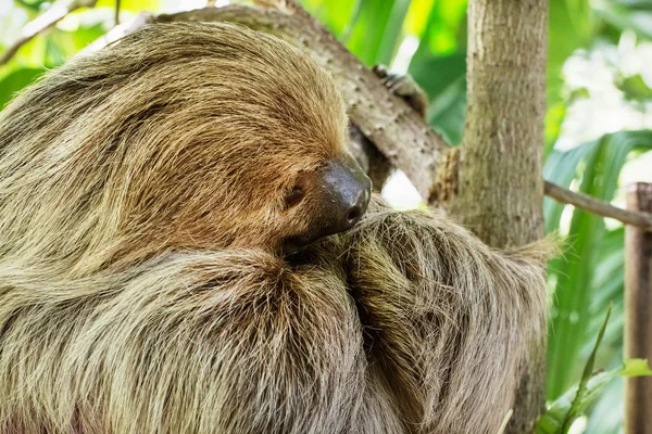 Perezoso de dos dedos de Linneo (Choloepus didactylus ) — Foto de Stock