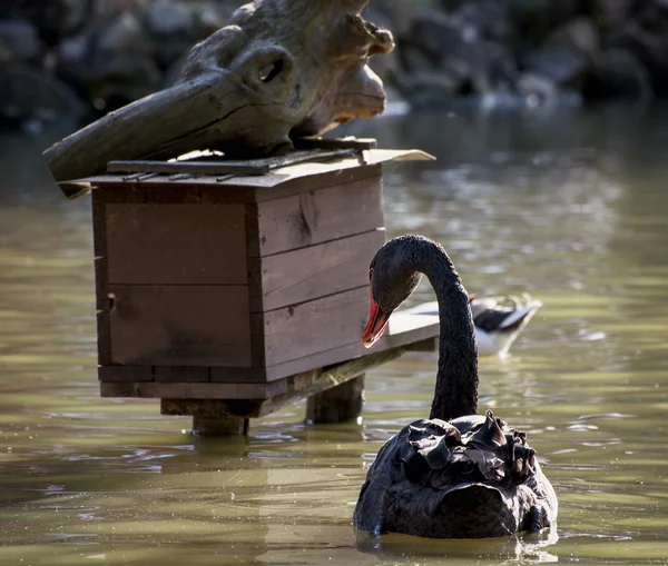 Black swan and birdhouse on the water — Stock Photo, Image