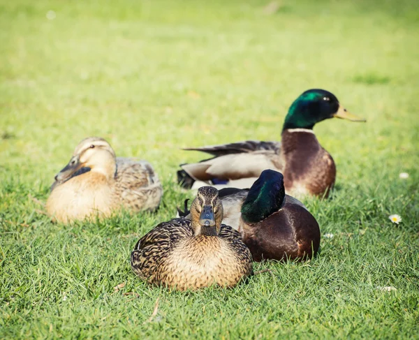 Small group of mallard ducks in the park — Stock Photo, Image