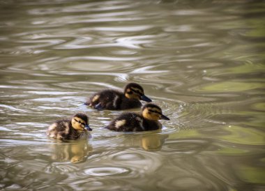 su, üç küçük yeşilbaş ördek yavrusu