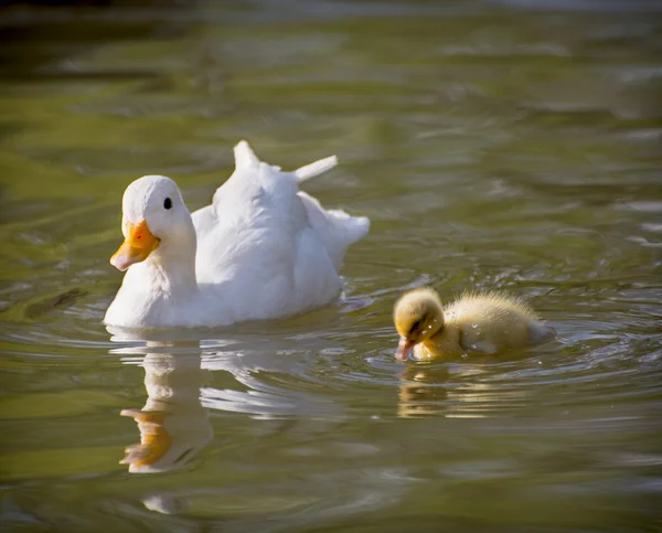 Um pato branco com o seu patinho — Fotografia de Stock