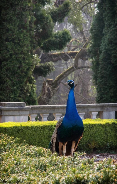 Pfau geht im Garten spazieren — Stockfoto