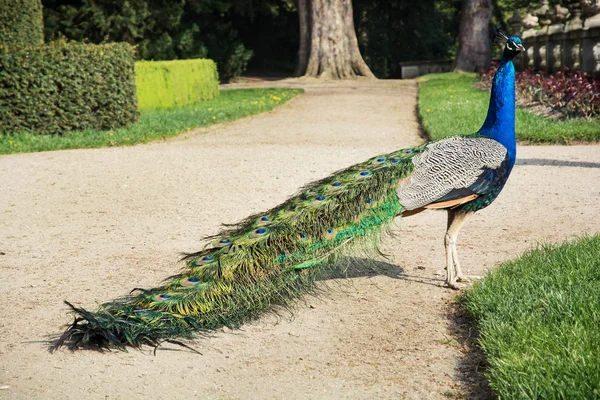 Schöner Pfau posiert im Burggarten — Stockfoto