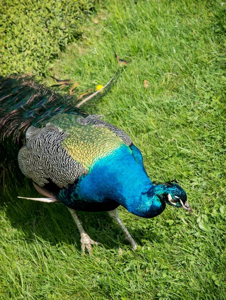 Påfågel på gräsmattan — Stockfoto