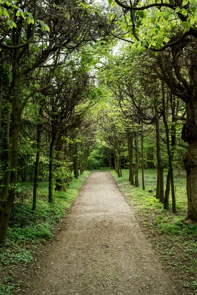 Baumallee mit Fußweg — Stockfoto