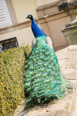 Kale bahçede peacock