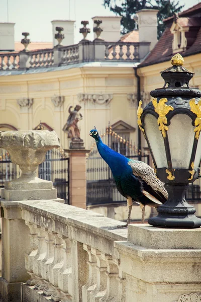 Castelul Buchlovice și Peacock (Pavo cristatus ) — Fotografie, imagine de stoc