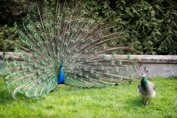 Peacock par — Stockfoto