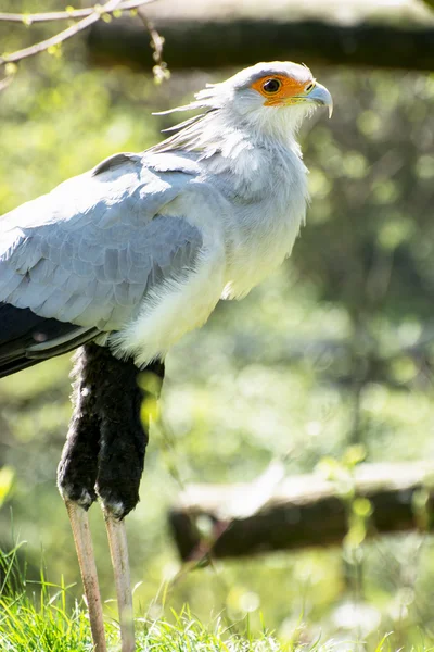 Portrait of a Secretary bird (Sagittarius serpentarius) — Stock Photo, Image