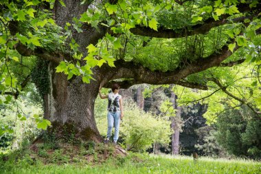 büyük Akça ağaç altında güzel bir kadın