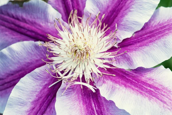 Macro photo of purple flower — Stock Photo, Image