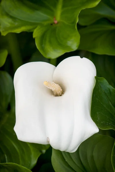 화이트 칼라 꽃 — 스톡 사진